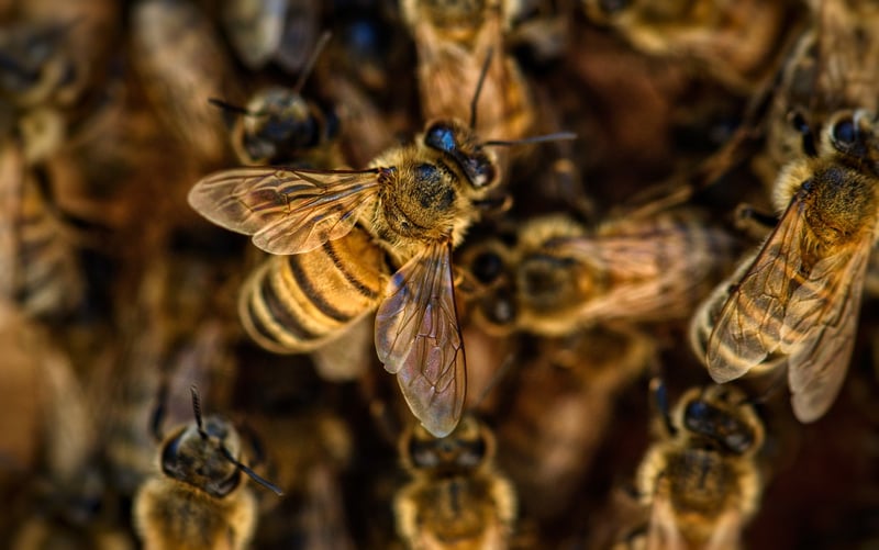 Upcoming projects buzz